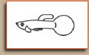 Round Tail