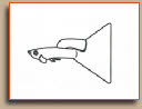 Delta Tail